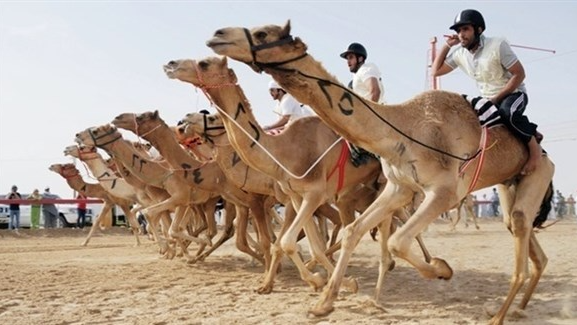 سباقات الهجن تعود إلى سيناء بعد توقف أشهر بسبب كورونا