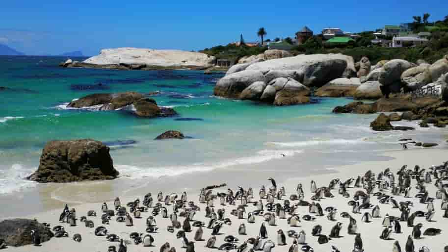 تزود السفن في البحر يؤرق راحة طيور البطريق في جنوب إفريقيا