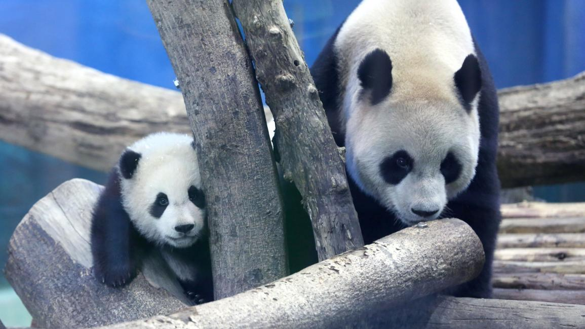 ظهور إعلامي أول لشبل الباندا الثاني في حديقة تايبيه