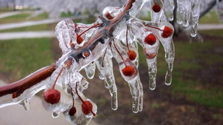 نصائح للتعامل مع الشجر والنباتات بعد موجة الثلوج والصقيع؟ - فيديو