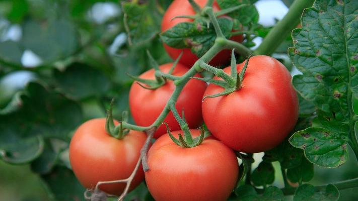 عند زراعة الطماطم في حديقتك. احذر من 6 نباتات