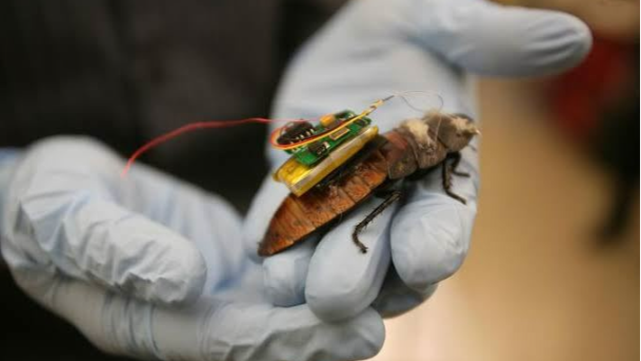 صراصير مجهزة للبحث عن ضحايا الزلازل في اليابان - صور