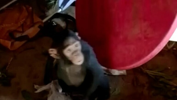 عصابة تخطف 3 قرود من محمية بالكونغو وتطالب بـ فدية - فيديو