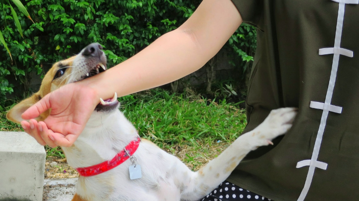 في اليوم العالمي لداء الكلب .. كيف نحمي أنفسنا من الكلاب الضالة ؟