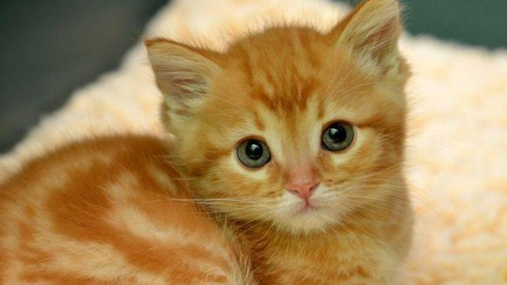 كيف نختار حيوان أليف مناسب لـ تربيته؟ - فيديو