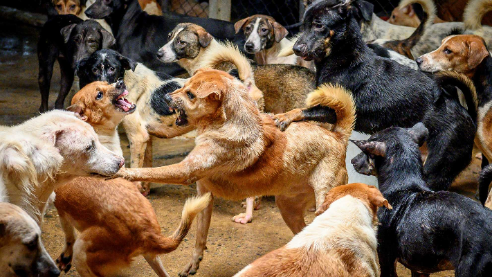 فروقات كثيرة بين الكلاب الضالة والمسعورة .. تعرف عليها