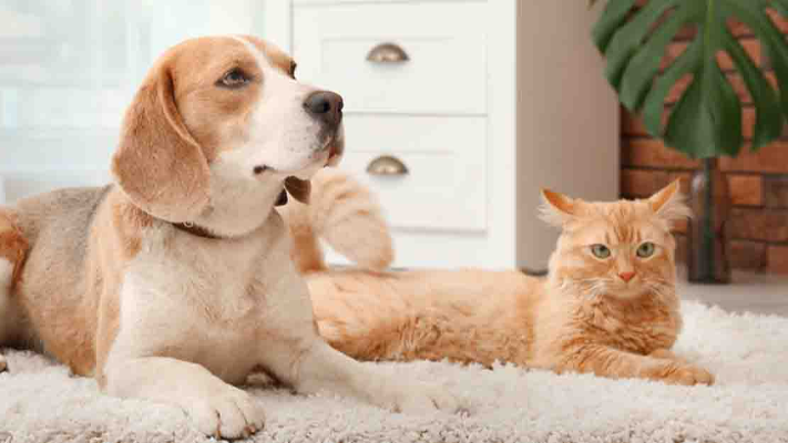 خطوات يجب القيام بها قبل اقتناء حيوان أليف في المنزل