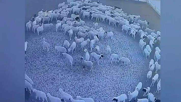 أغنام تطوف حول نفسها بشكل دائري لأكثر من 10 أيام في الصين .. ما الحكاية؟ - فيديو