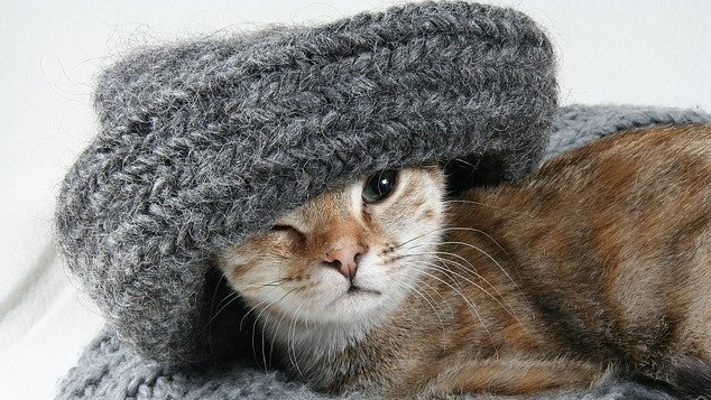 نصائح للعناية بالحيوانات الأليفة داخل منازلنا في موسم الشتاء