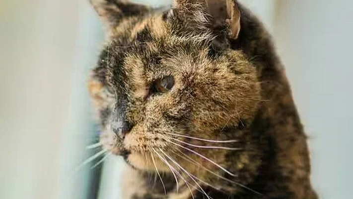 موسوعة غينيس تكشف عن أكبر قط في العالم .. عمرها 27 عاما