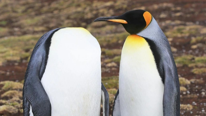 توثيق لأكثر صور الحيوانات طرافة في عام 2022 - صور