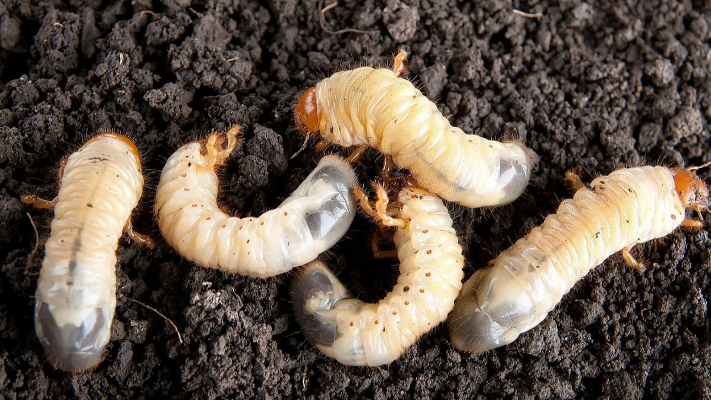 مهندسة تعتني بـ دود الأرض لاستخدامها في إنتاج السماد العضوي - فيديو