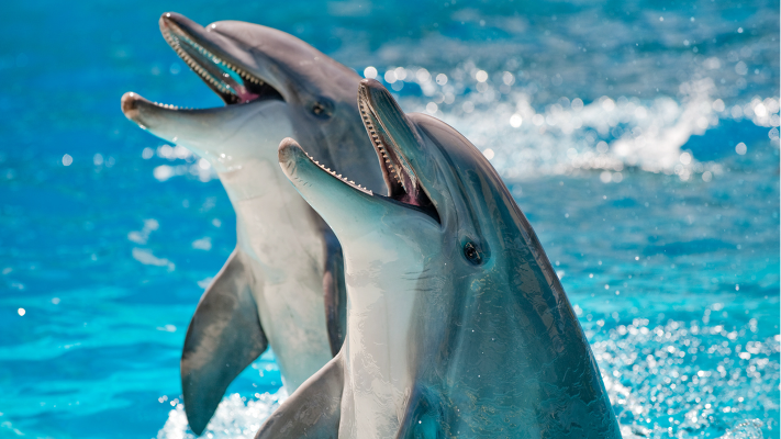 مجموعة دلافين تنقذ رجلًا من سمكة قرش مرعبة