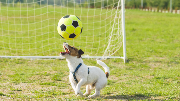 كلب يقتحم مباراة للدوري المكسيكي ويسرق الكرة - فيديو