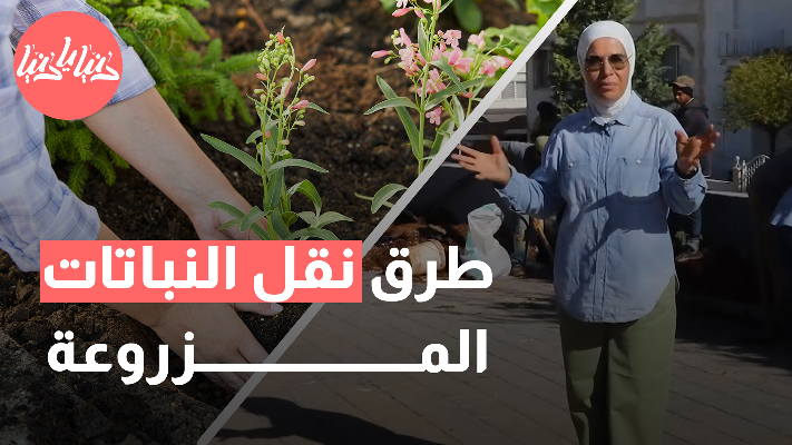 كيف تجعل عملية نقل النباتات صحيحة وناجحة؟ - فيديو