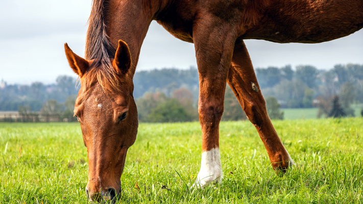 الحصان "سام" يرى العشب بعد سنتين من الانقطاع .. لن تصدق ردة فعله! - فيديو