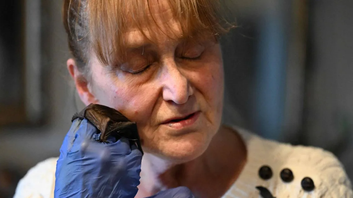 الأم الوطواط .. امرأة تعتني بمئات الخفافيش في بيتها