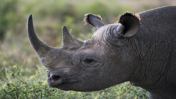 حيوانات "وحيد القرن" مهددة بالانقراض .. والسبب؟