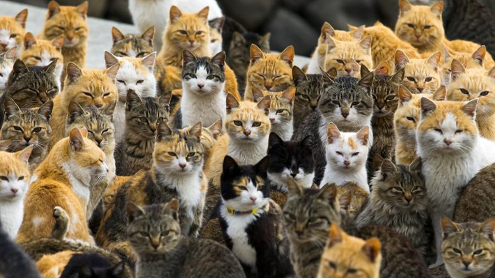 جزيرة في اليابان عدد القطط فيها يفوق عدد البشر!