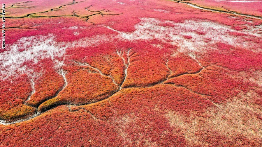 "الشاطئ الأحمر" في الصين..رومانسية "غير اعتيادية" على مسطحات قرمزية اللون
