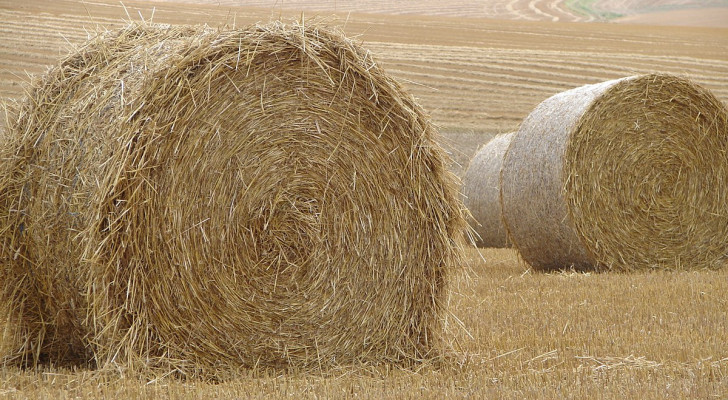 علماء ينتجون وقودا من القش!