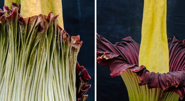 أضخم زهرة بالعالم .. طولها أكثر من 3 متر ورائحتها كريهة جدا!