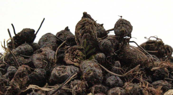 زيت السعد .. بديل الليزر الطبيعي لبشرة خالية من الشوائب