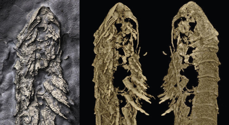 أحفورة نادرة "تلمع مثل الذهب" في نيويورك تذهل العلماء!