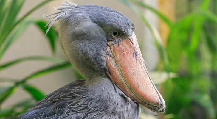 أغرب طائر في العالم بطول الإنسان يتغذى على التماسيح والثعابين!