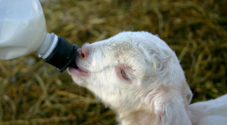 ماعز صغير يحطم قلب فتاة .. والأمور تتطور وتصل للمحكمة!