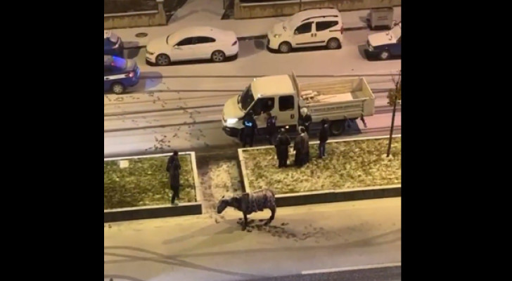 من شدة البرد تجمد الحصان .. ما الحكاية؟ - فيديو