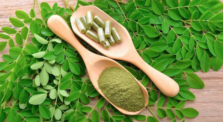 فوائد عشبة المورينجا .. اكتشف كيف يمكن أن تحسن صحتك