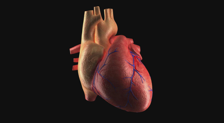 القلب طبيب نفسه: هل حقا يستطيع القلب أن يعالج نفسه بنفسه؟