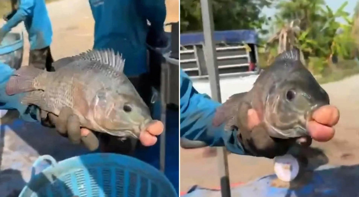 حقن فيلر أم شيء آخر؟ سمكة بشفاه ضخمة تثير ضجة! ما الحكاية؟