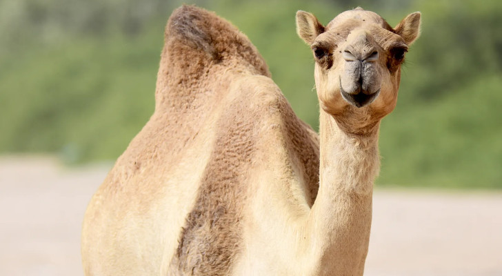 باحثون أستراليون: "حليب الإبل سلاح جديد ضد ارتفاع ضغط الدم وأمراض القلب!"