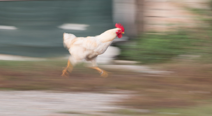 لن تصدقها .. هذه أغرب 3 قوانين حول العالم!