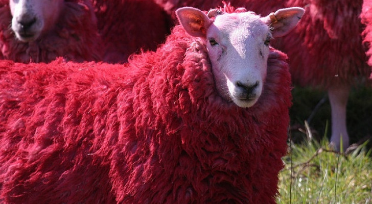 بعيدا عن الورد والشوكولاتة .. هذه أغرب وأطرف هدايا عيد الحب!