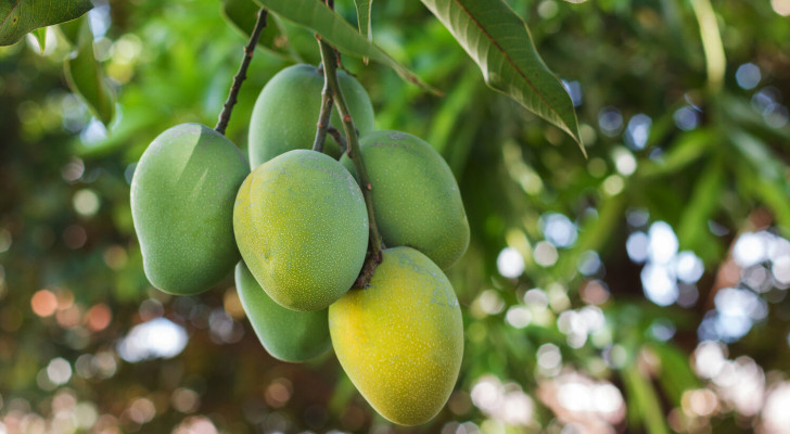 فاكهة غير متوقعة تدعم صحة مرضى السكري!