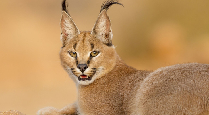 هل سمعت عن الوشق المصري؟ من هو الصياد الصامت في الصحراء؟