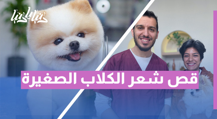 العناية بشعر الكلاب الصغيرة: نصائح لقص مثالي وآمن - فيديو