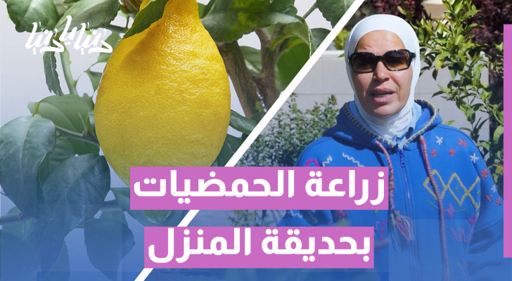 كل ما تحتاجه للعناية بأشجار الحمضيات في حديقتك - فيديو