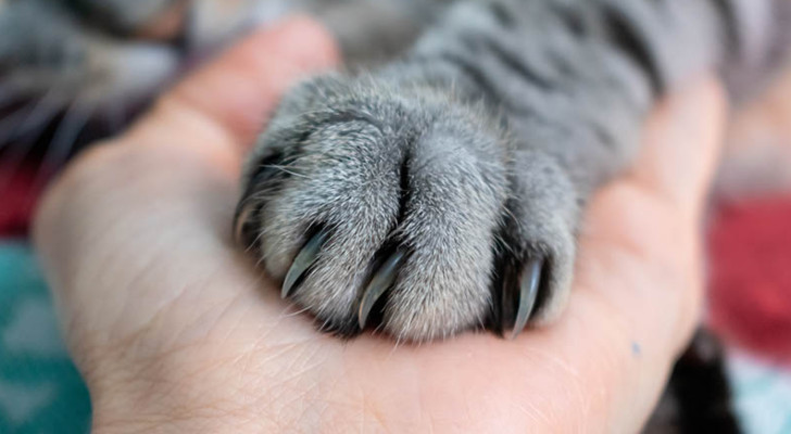 دراسة: القطط تفضل استخدام يد دون الأخرى.. والفرق قد يكون مرتبطا بالجنس!