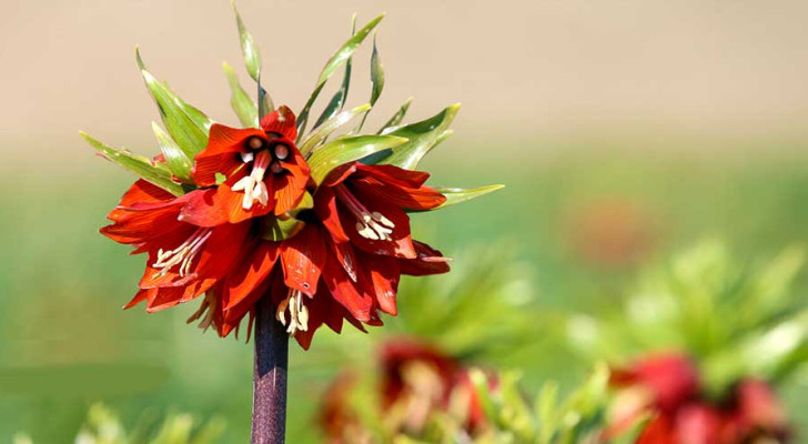 زهرة "العروس الباكية" تزين جبال تركيا.. جمال لا يدوم سوى 4 أسابيع فقط!