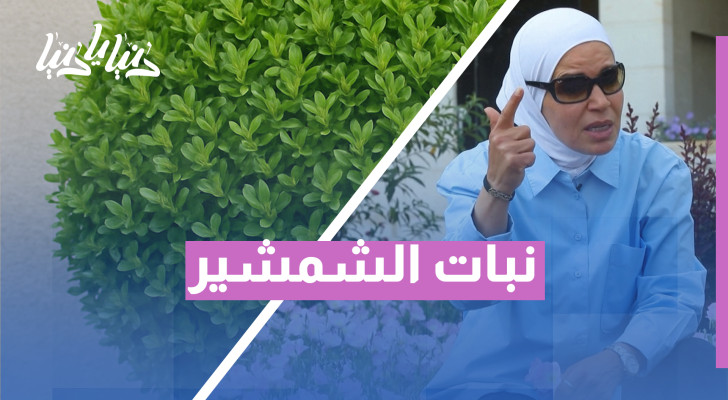 أفضل وقت لقص نبات الشمشير في الربيع لضمان نمو صحي - فيديو