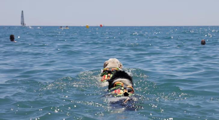 في سابقة عالمية.. كرواتيا أول بلد يوظف الكلاب كمنقذين غرق على الشواطئ!