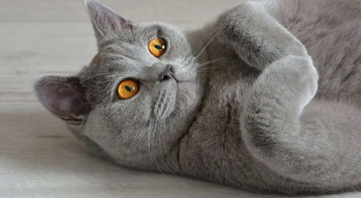 متوسط عمر القطط يقفز بشكل لافت في العقود الأخيرة.. هل أصبحت تعيش أكثر من أصحابها؟