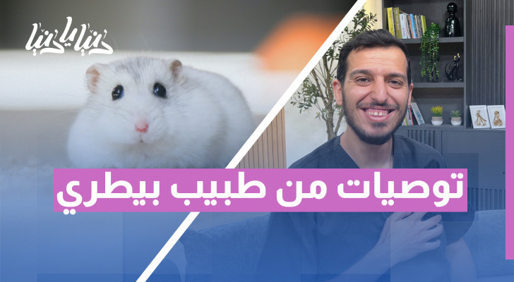 من الأرانب إلى الهامستر: نصائح بيطرية لرعاية الحيوانات الأليفة الصغيرة - فيديو