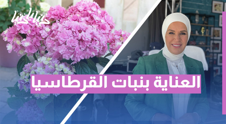 كيف تزرع وتعتني بنبات القرطاسيا؟ - فيديو