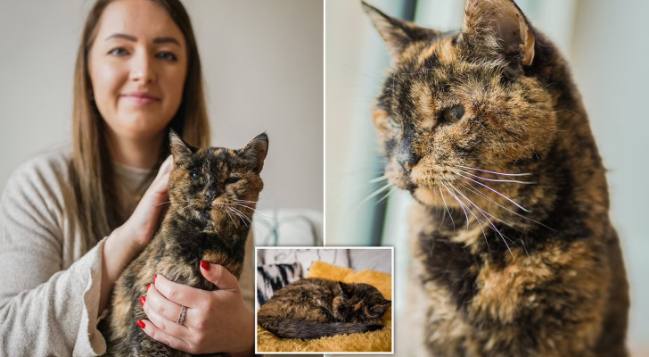 "فلووسي" .. أقدم وأكبر قطة بالعالم تدخل موسوعة غينيس بعمر الـ 29!