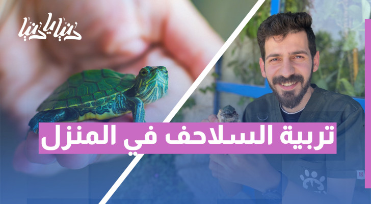 طبيب بيطري يتحدث عن أسرار تربية السلاحف في المنزل - فيديو